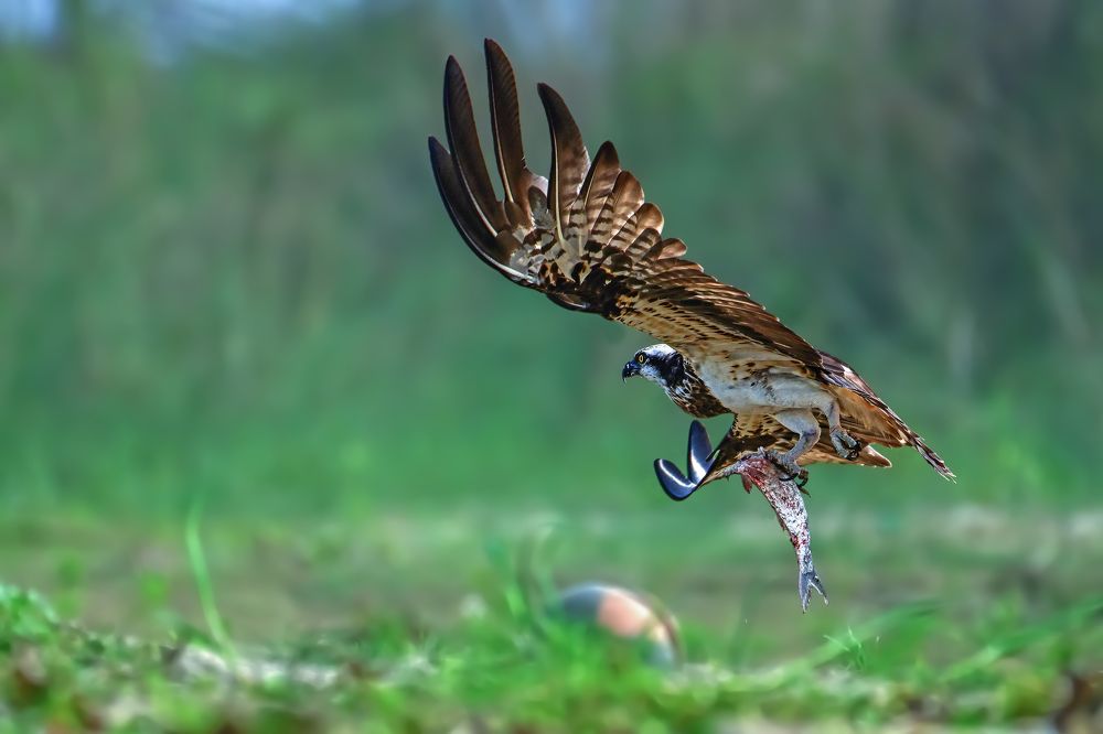 The osprey with catch