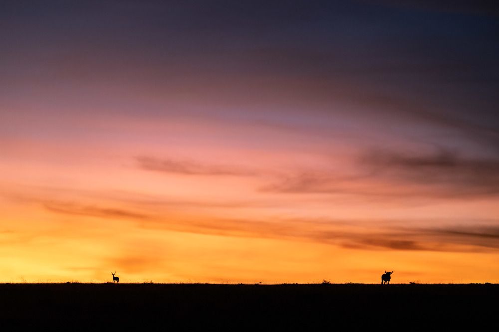 Wildlife in silhouettes