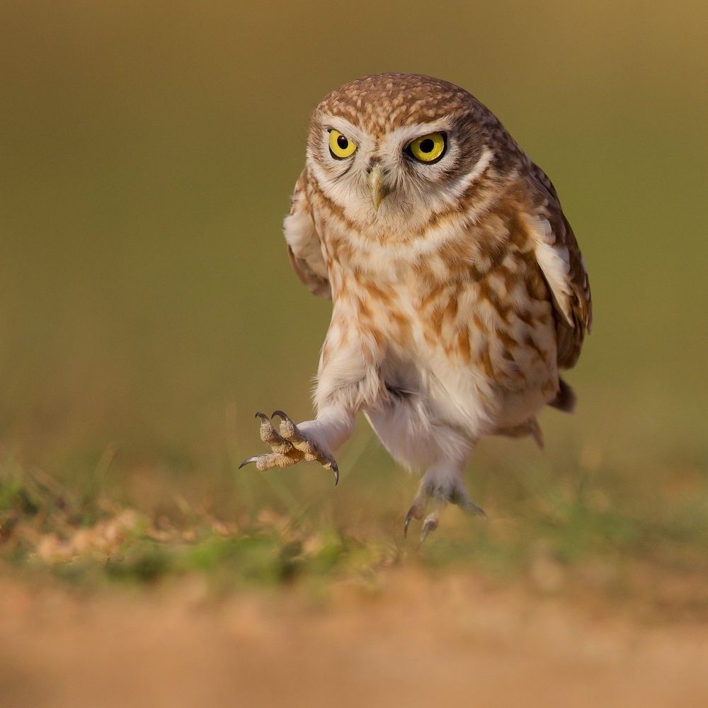 Фотография автора David Manusevich