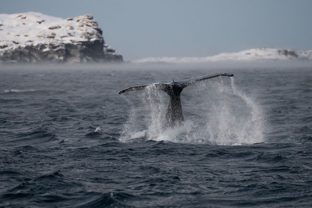 Photograph by Марлен Маан