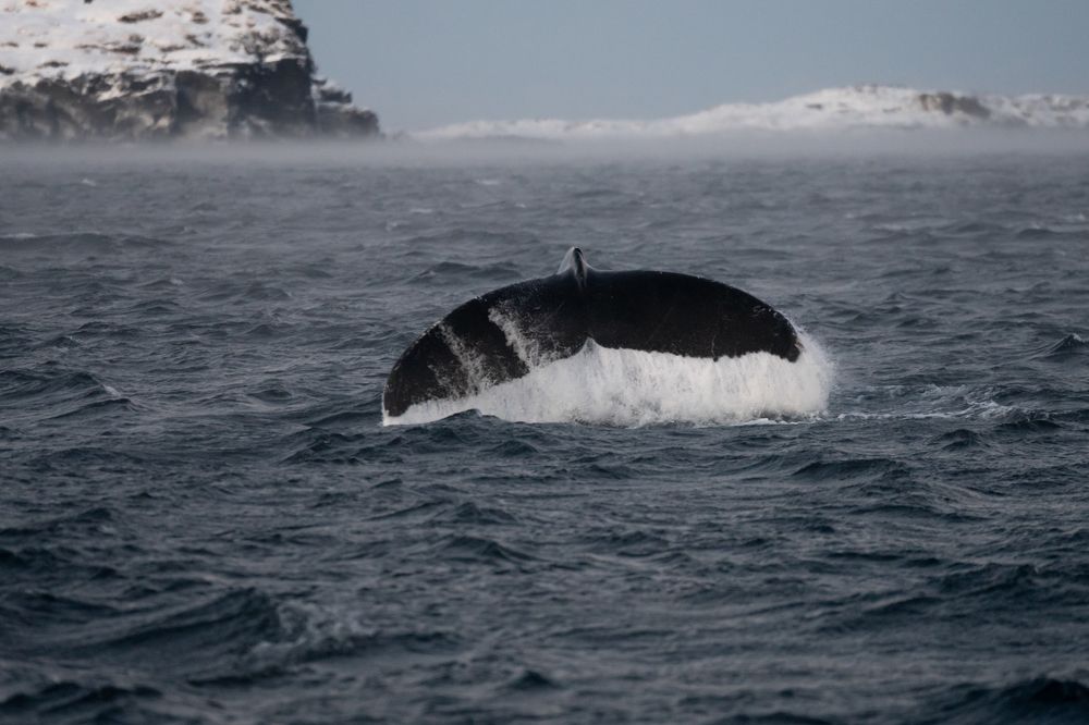 Photograph by Марлен Маан