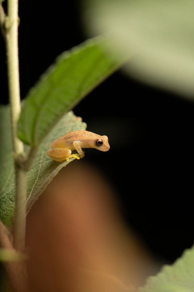 El pequeño mundo de las ranas arborícolas