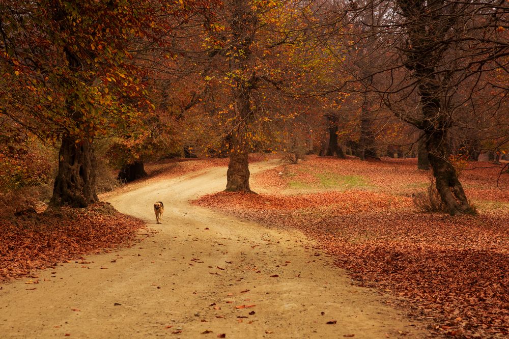 Photograph by seyed mostafa yousefi