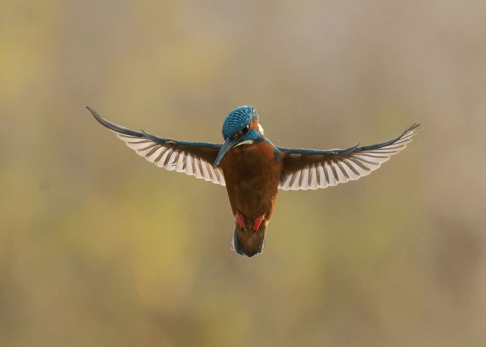 Photograph by Wendy Vanhoudt