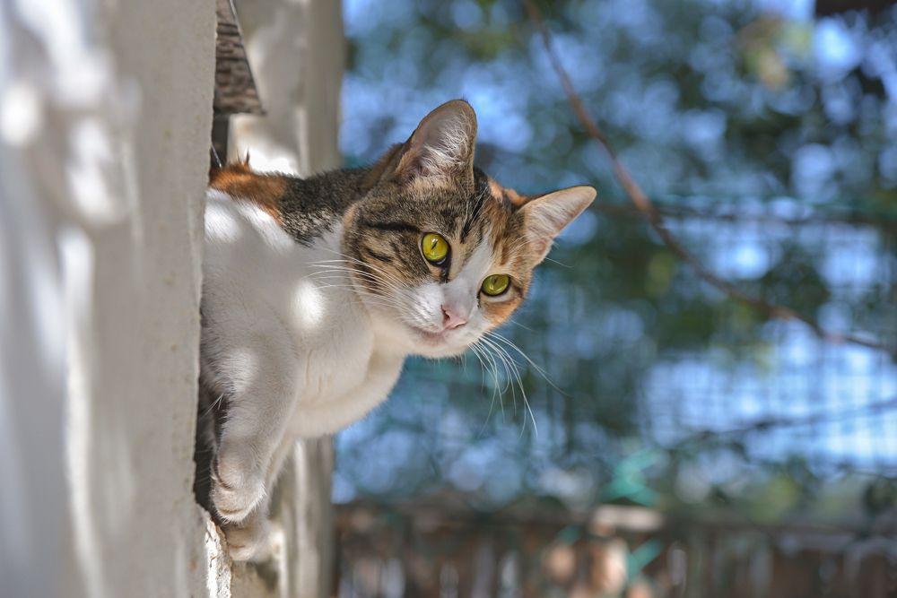 Photograph by Марина Ческис