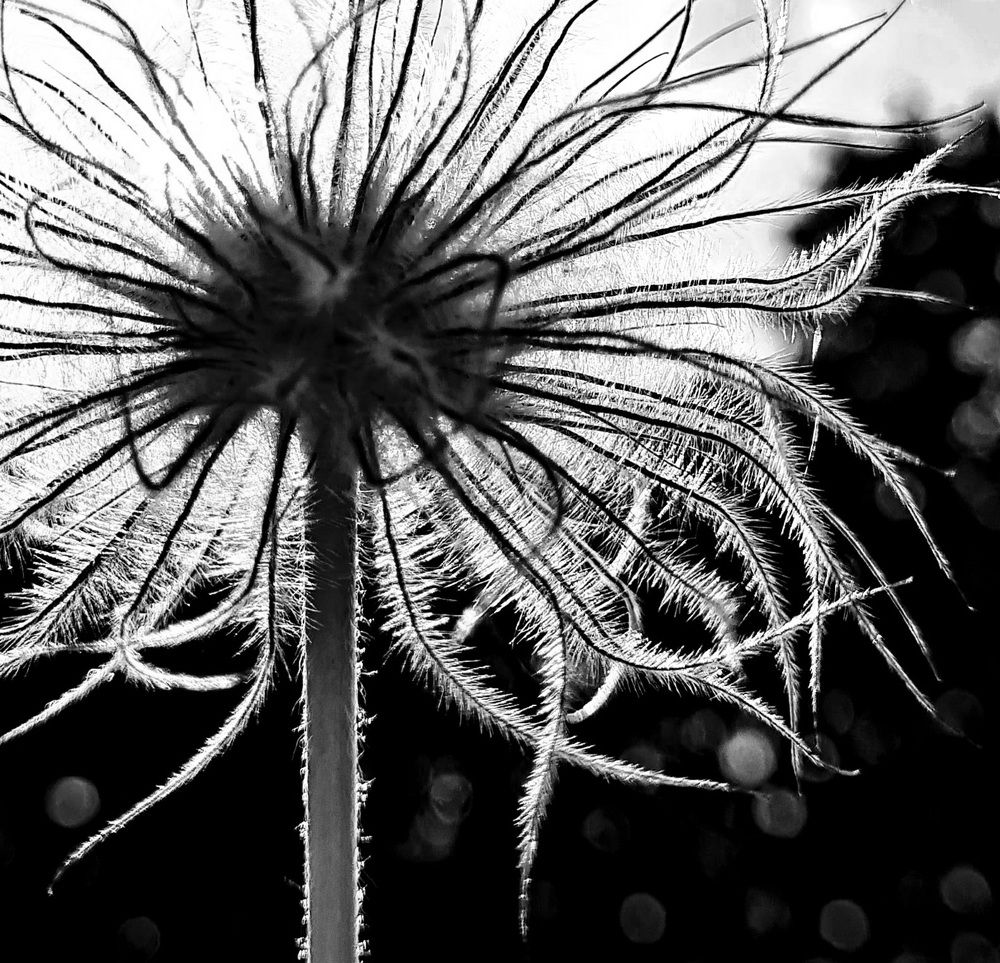 Photograph by Janina Vardoni