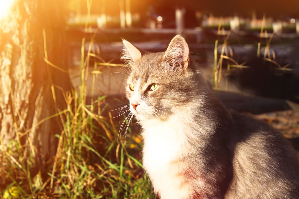 Фотография автора Светлана Рыжих