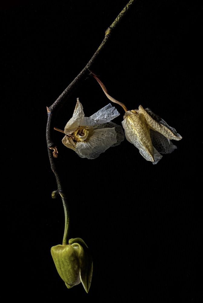 Photograph by Швай Наталья