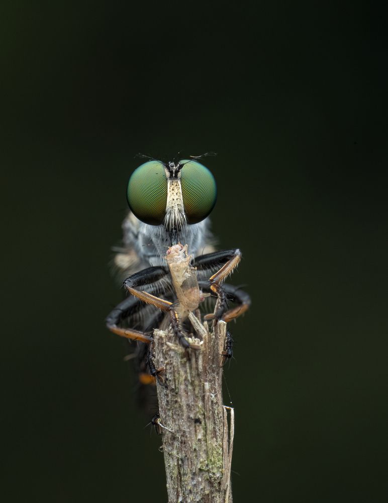 Robberfly with aphid kill
