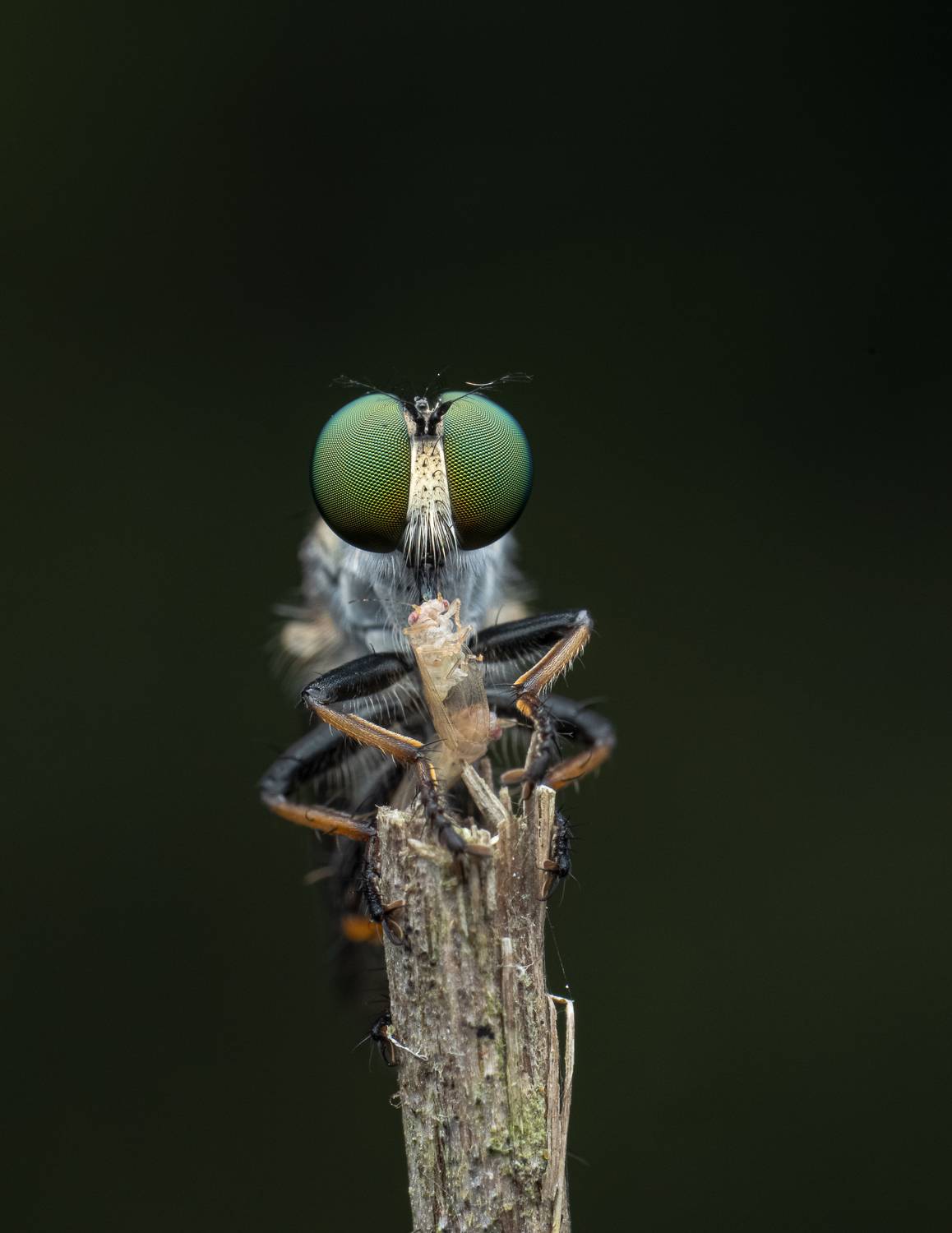 Robberfly with aphid kill