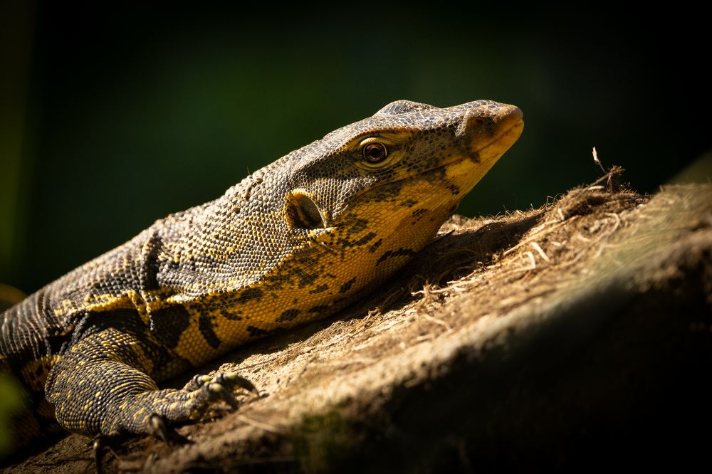 Photograph by Ritika Furtado Sharma