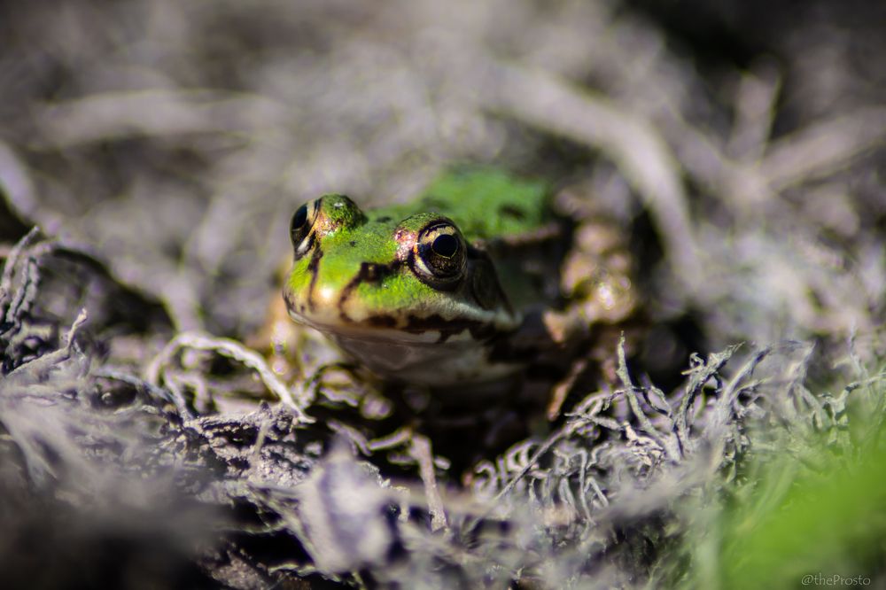 Photograph by Шарпе Станислав