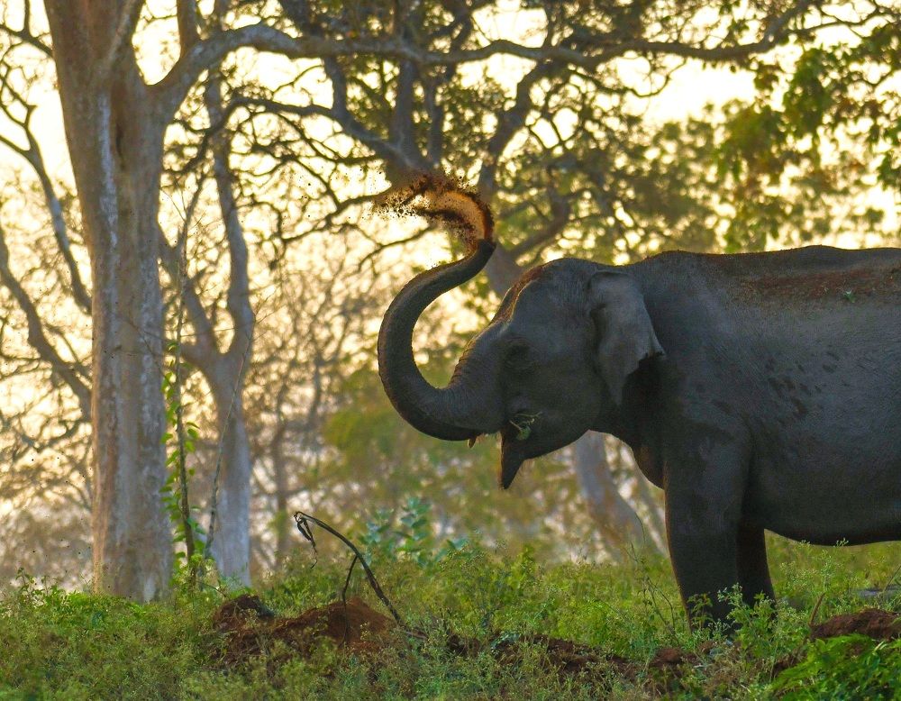 Photograph by Dhayanand