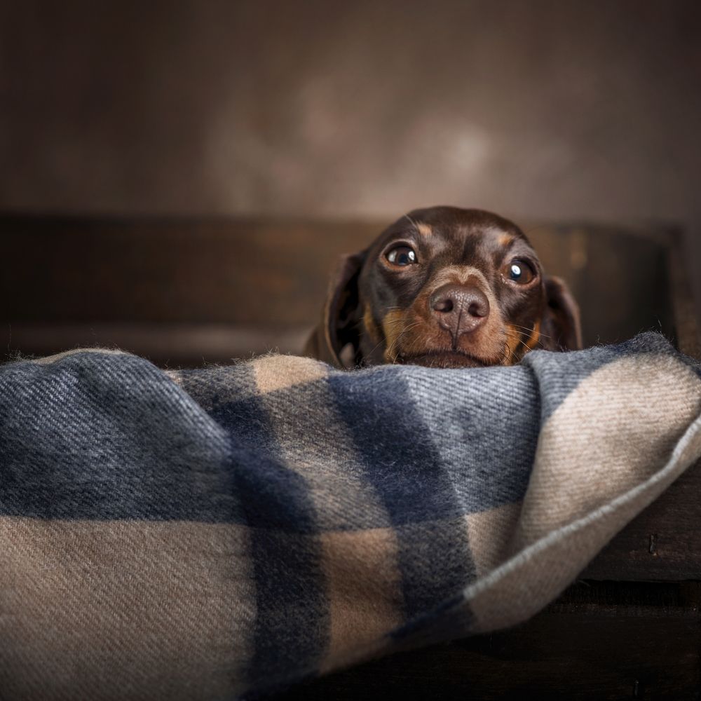 Фотография автора Agnes Veres