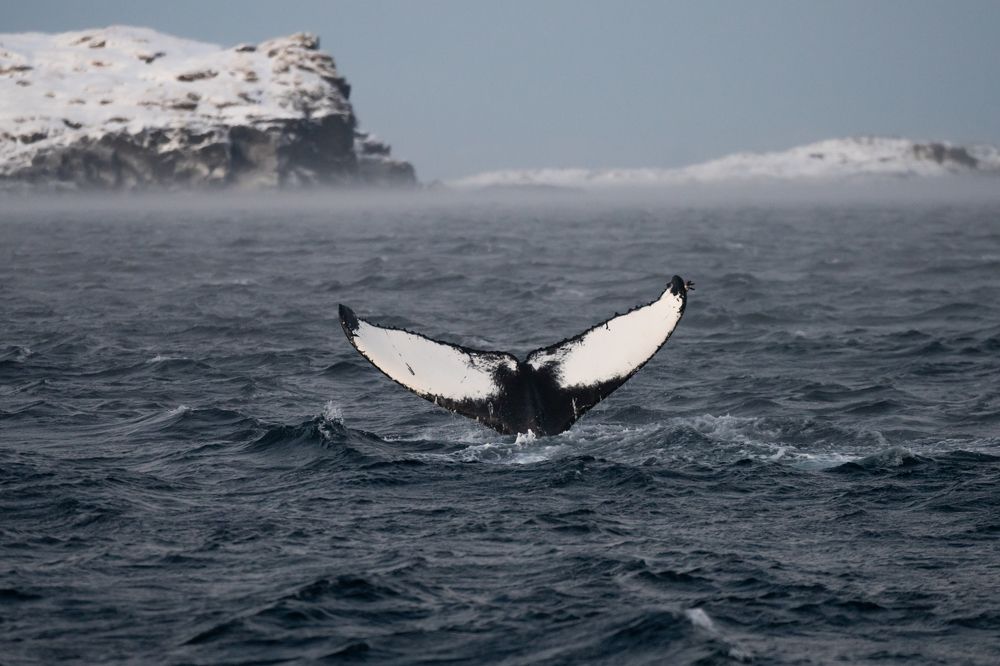 Photograph by Марлен Маан