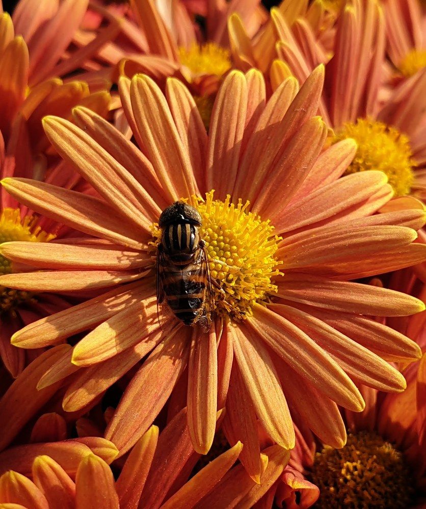 Photograph by Kamal Kishore Srivastava