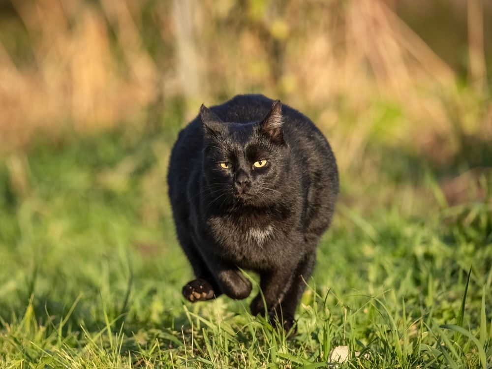 Грация кошки вид картошки?