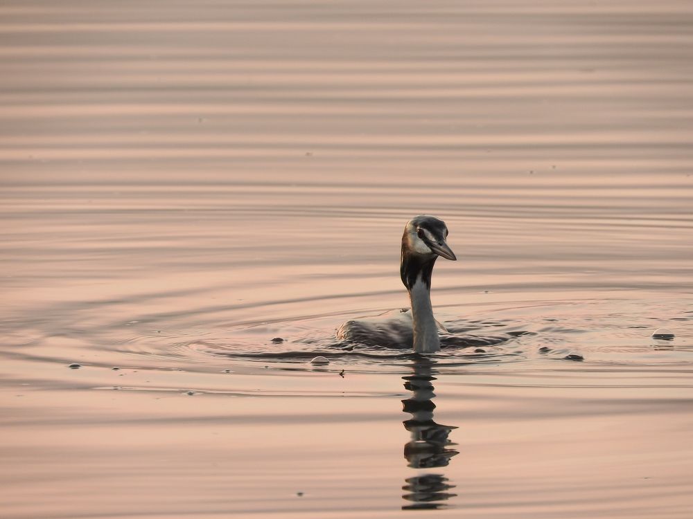 Photograph by Надежда Алешечкина