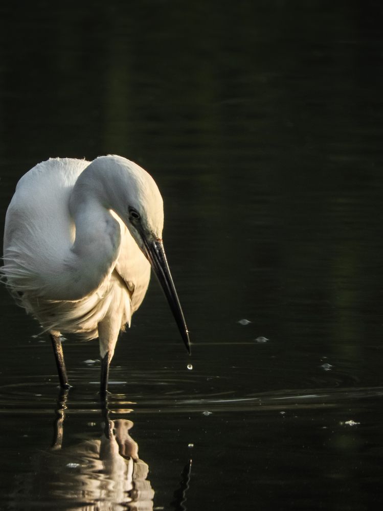 Photograph by Надежда Алешечкина