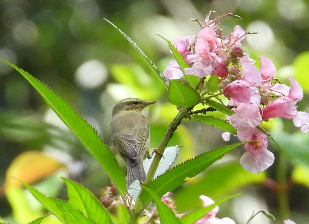 Photograph by Владимир Джерихов