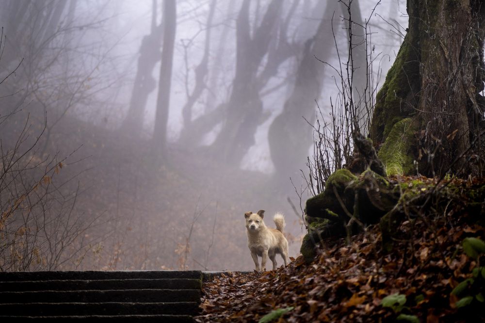 Photograph by Ахмат Байсиев