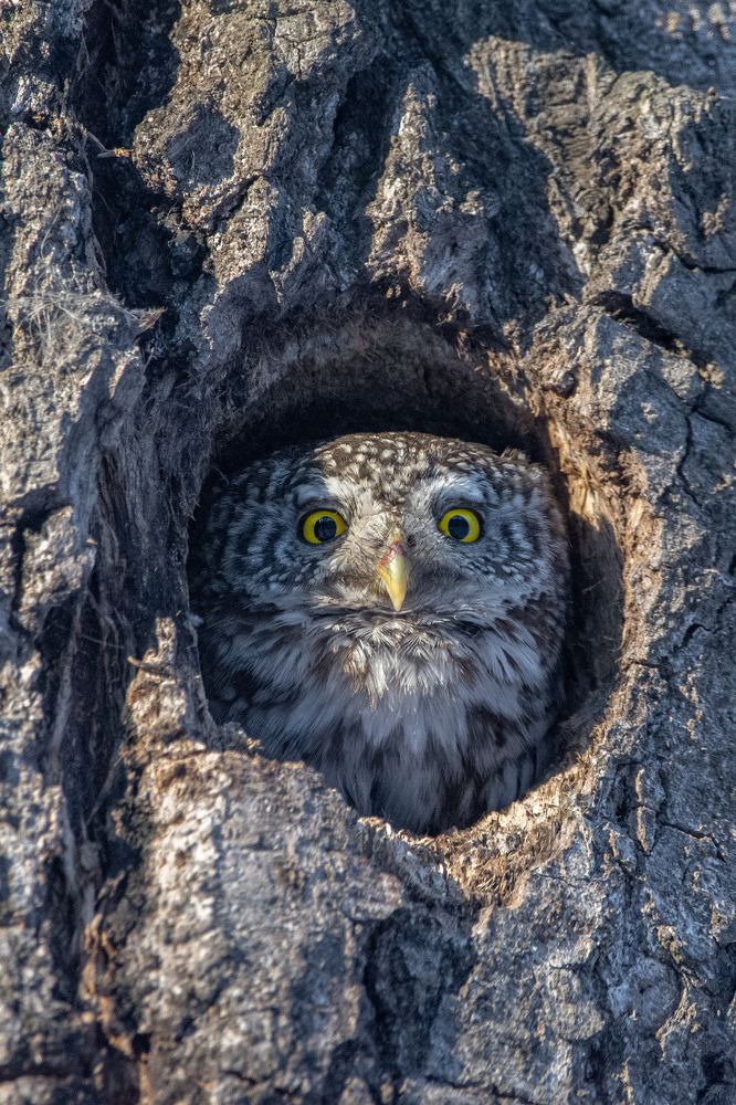 Фотография автора Татьяна Ливеровская