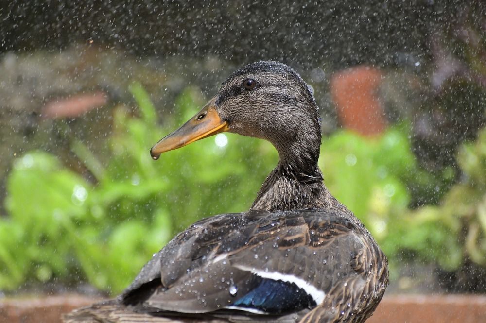 Photograph by Надежда Мерзликина