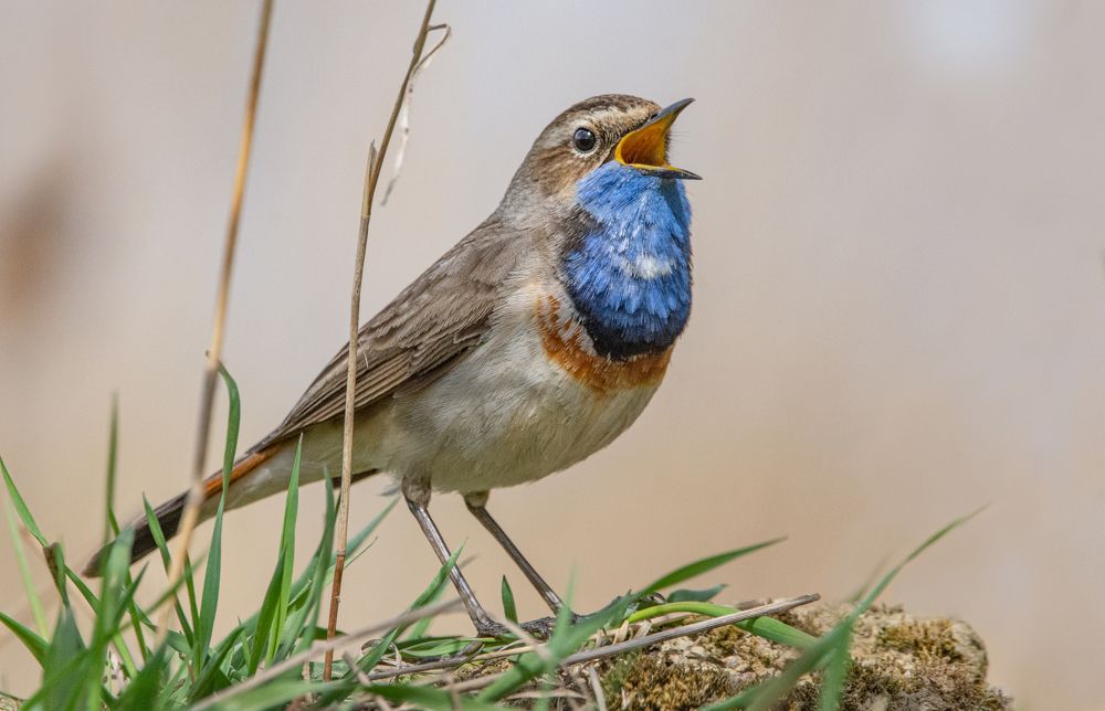 Фотография автора Татьяна Ливеровская