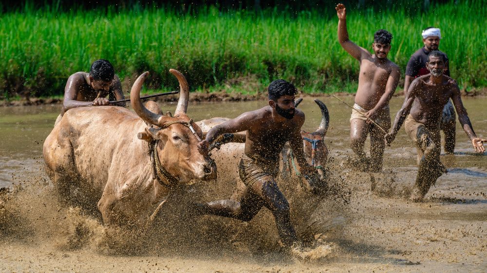 Photograph by Kedarnath M S