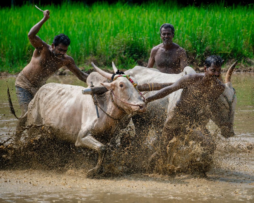 Photograph by Kedarnath M S