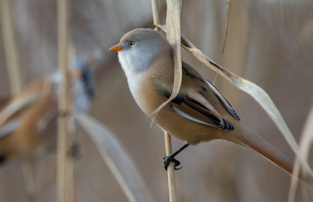 Фотография автора Татьяна Ливеровская