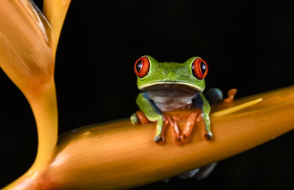 Red-eyed tree frog