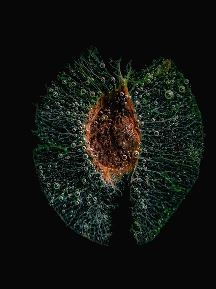 Лишённый плоти