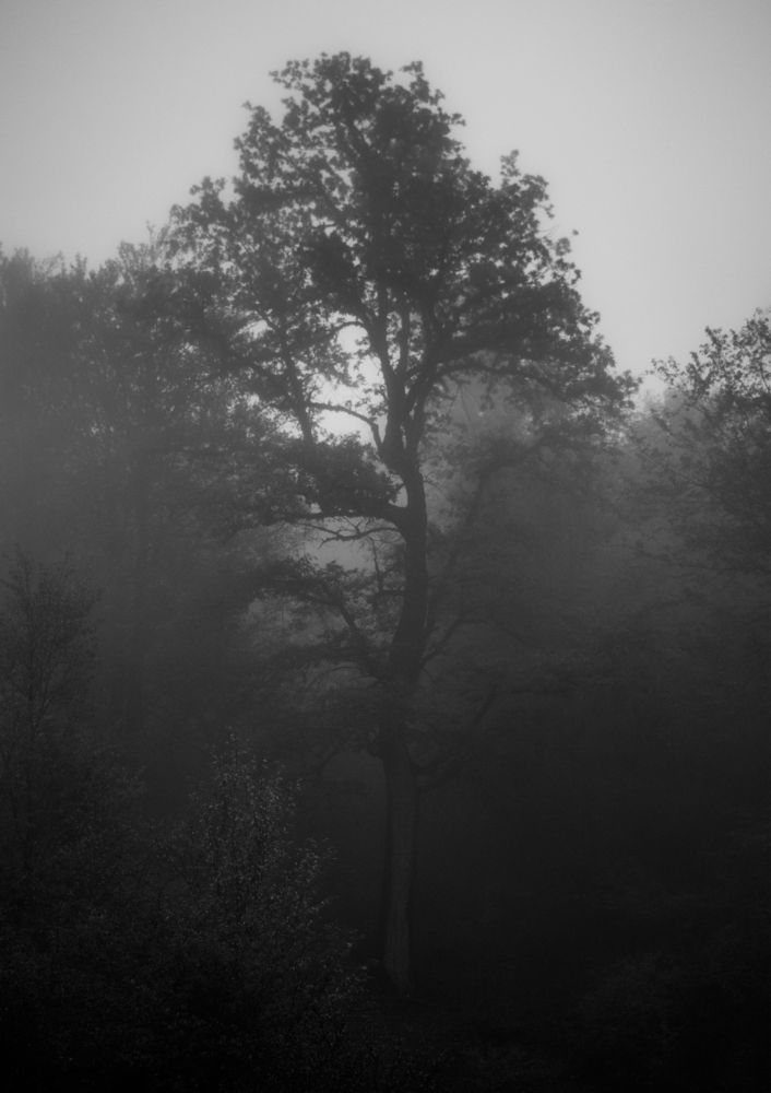 The Mist