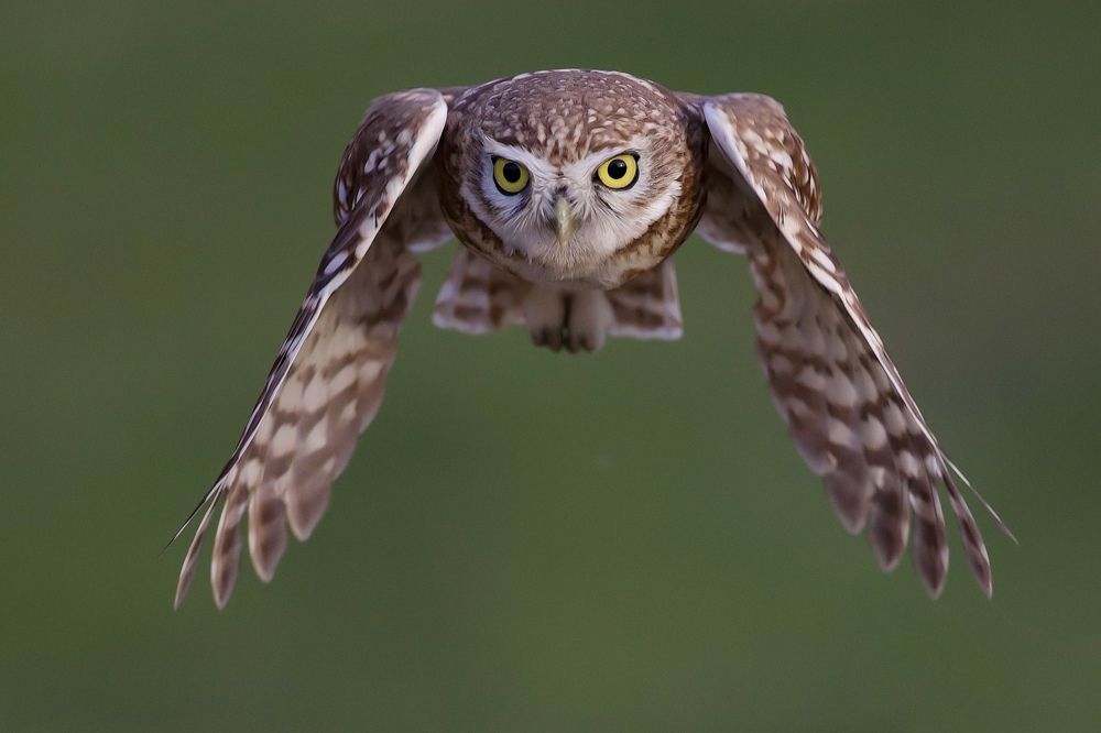 Фотография автора David Manusevich