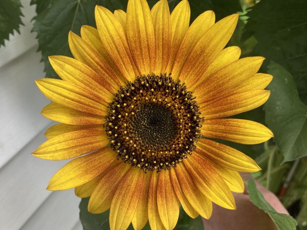 I'm a little sunflower look and see