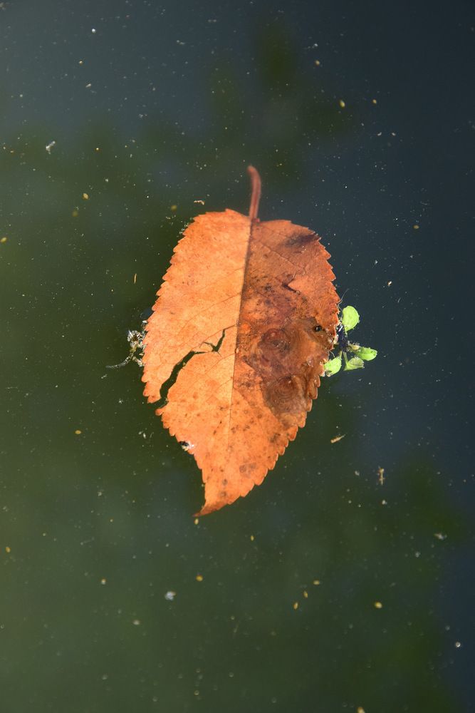 Задумчивость