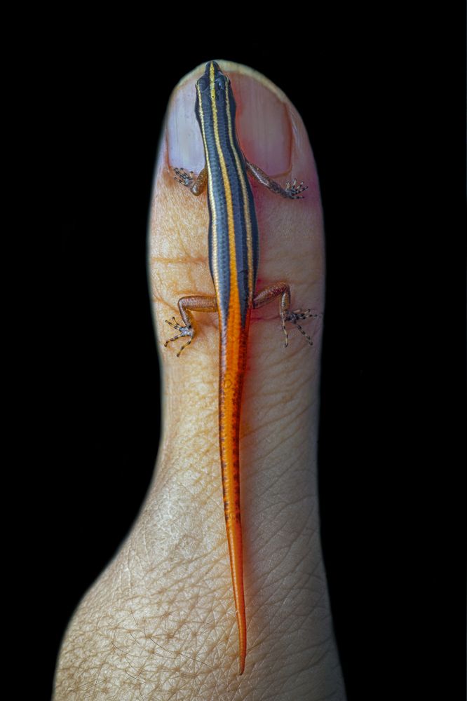 Фотография автора NeCoTi ChonTin