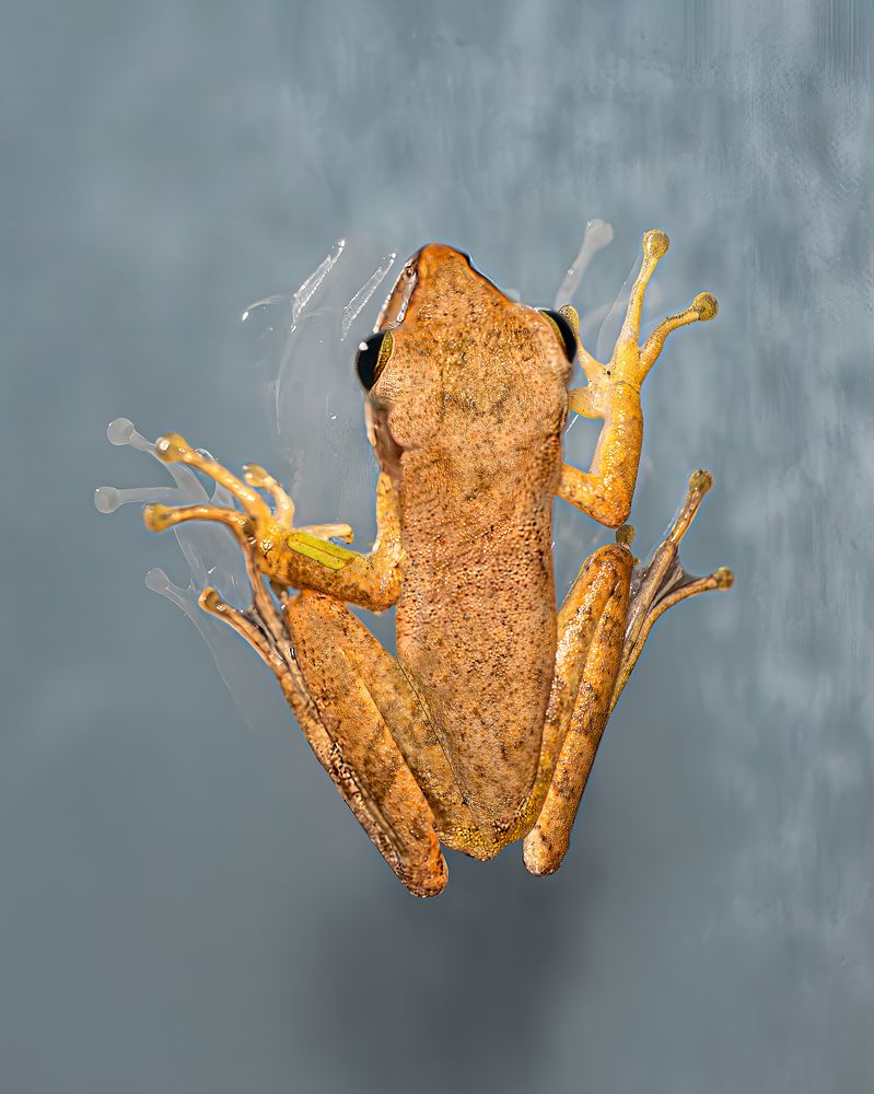 Лягушка на оконном стекле.