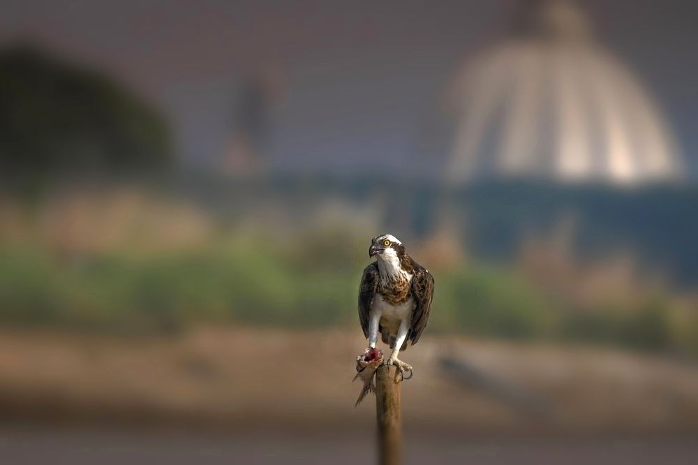 Photograph by DEBJYOTI MONDAL