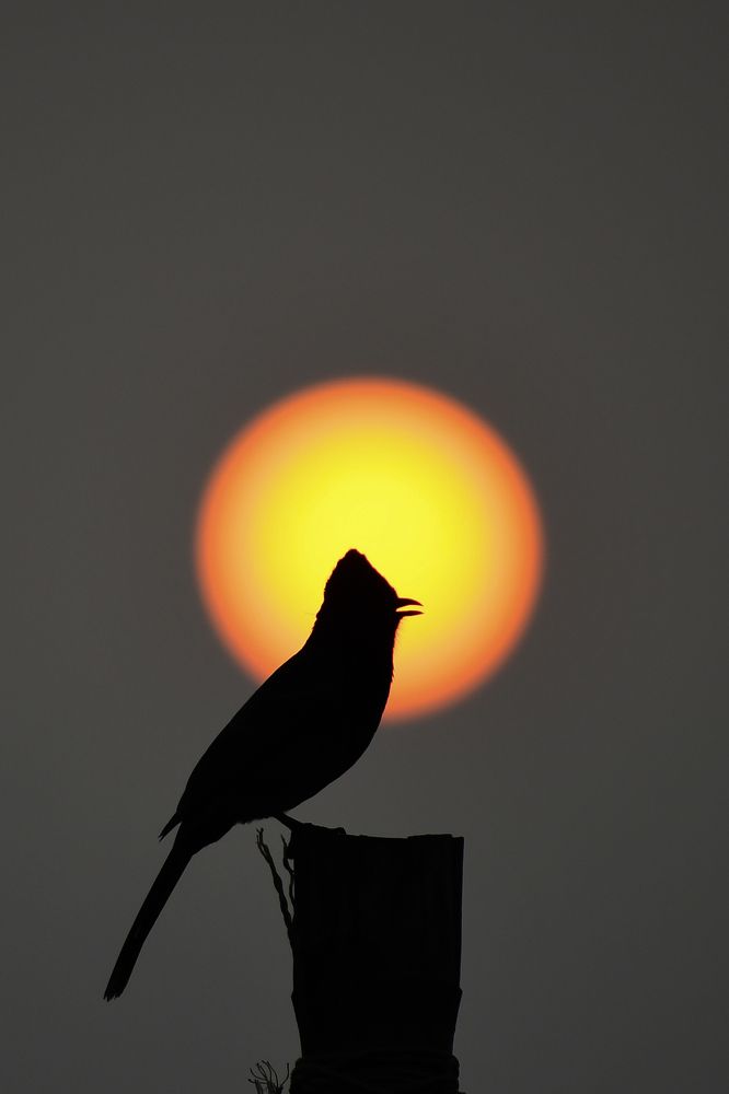 Photograph by Pritam Mandal