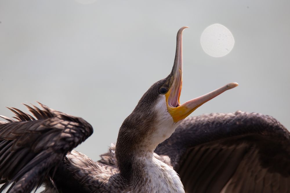 Photograph by Николай Абрамов