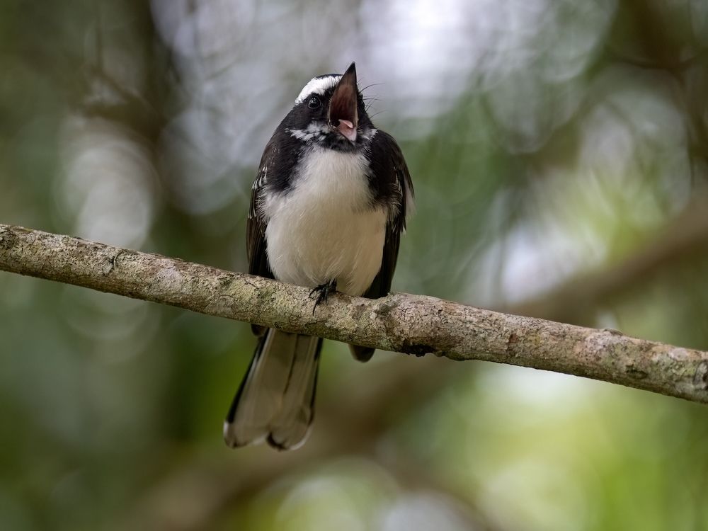 White-browed fantail with a big mouth