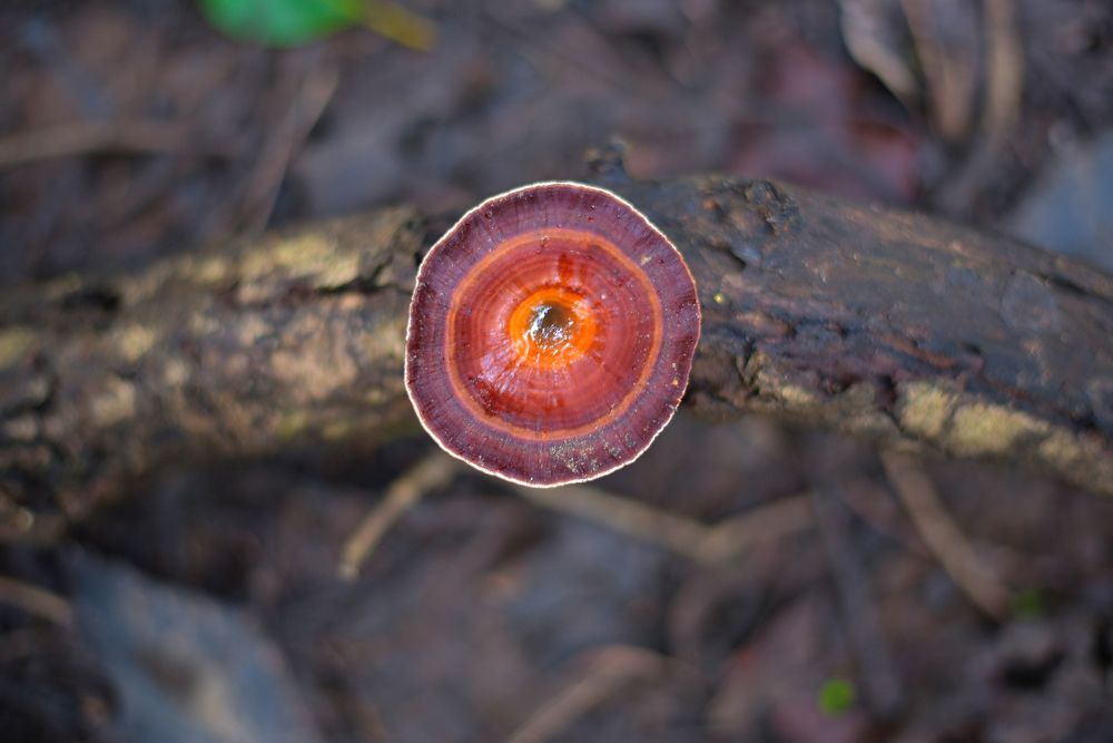 Photograph by Vijay Singh Chandel