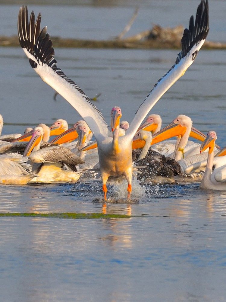 Photograph by Vijay Singh Chandel