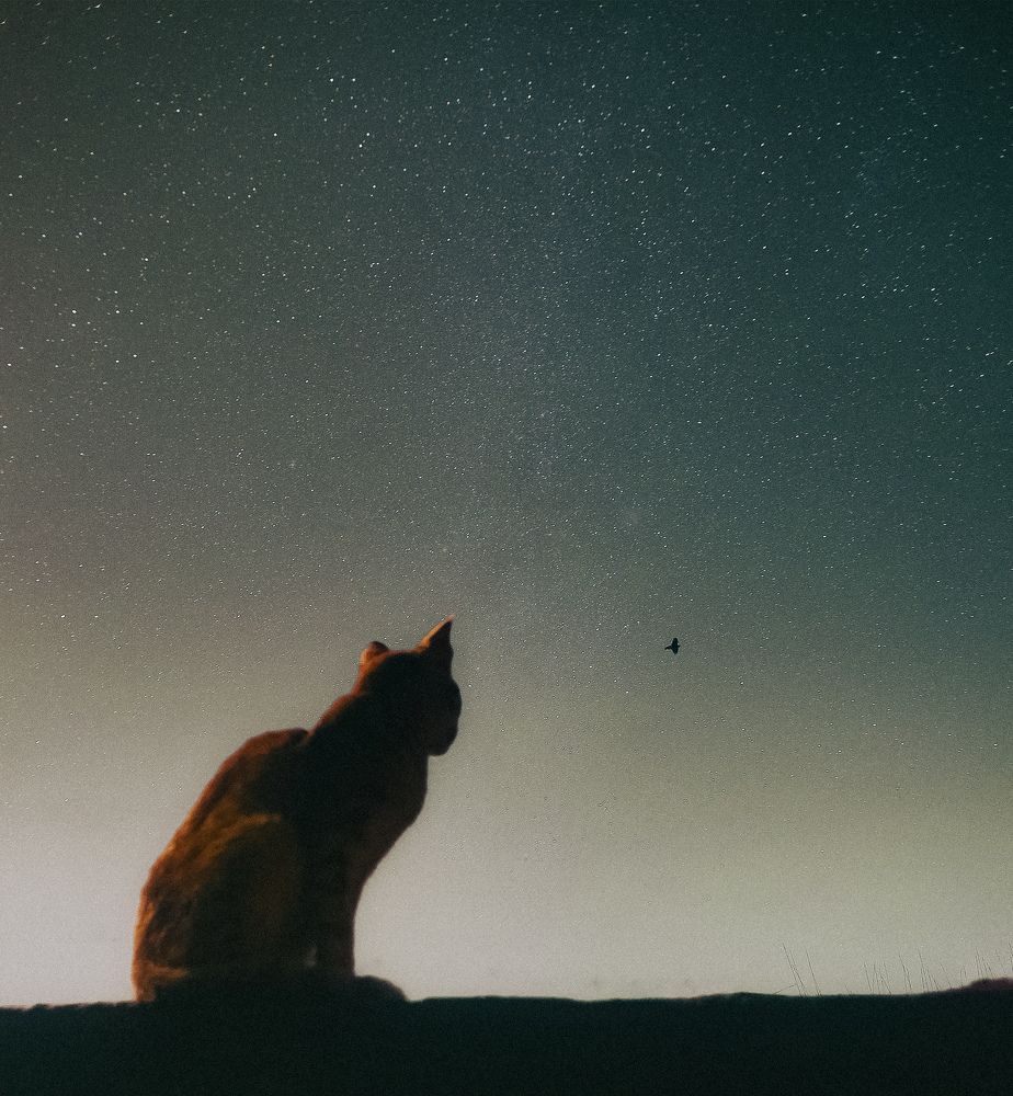 Photograph by Adel Sami