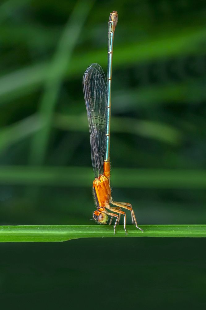 Фотография автора NeCoTi ChonTin