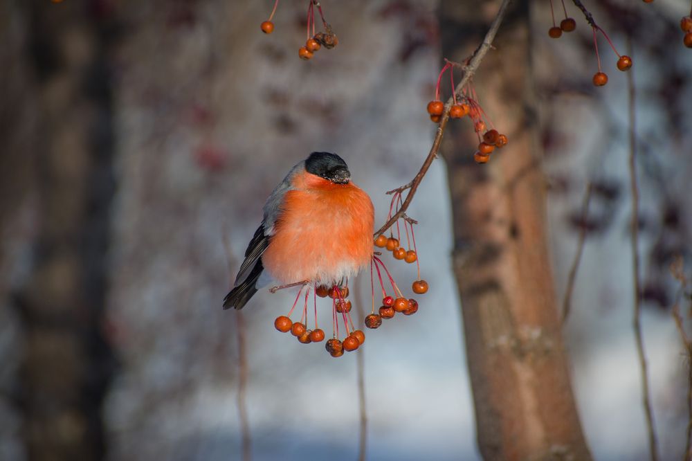 Photograph by Михаил Жарков