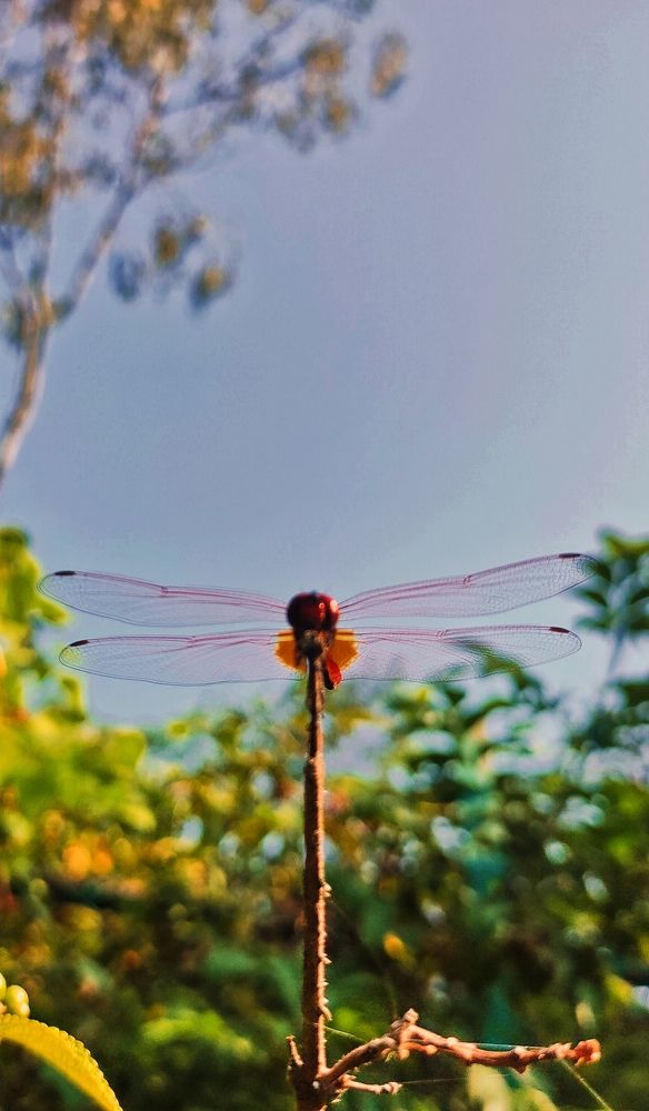 Photograph by Srinath Dinker Sonar