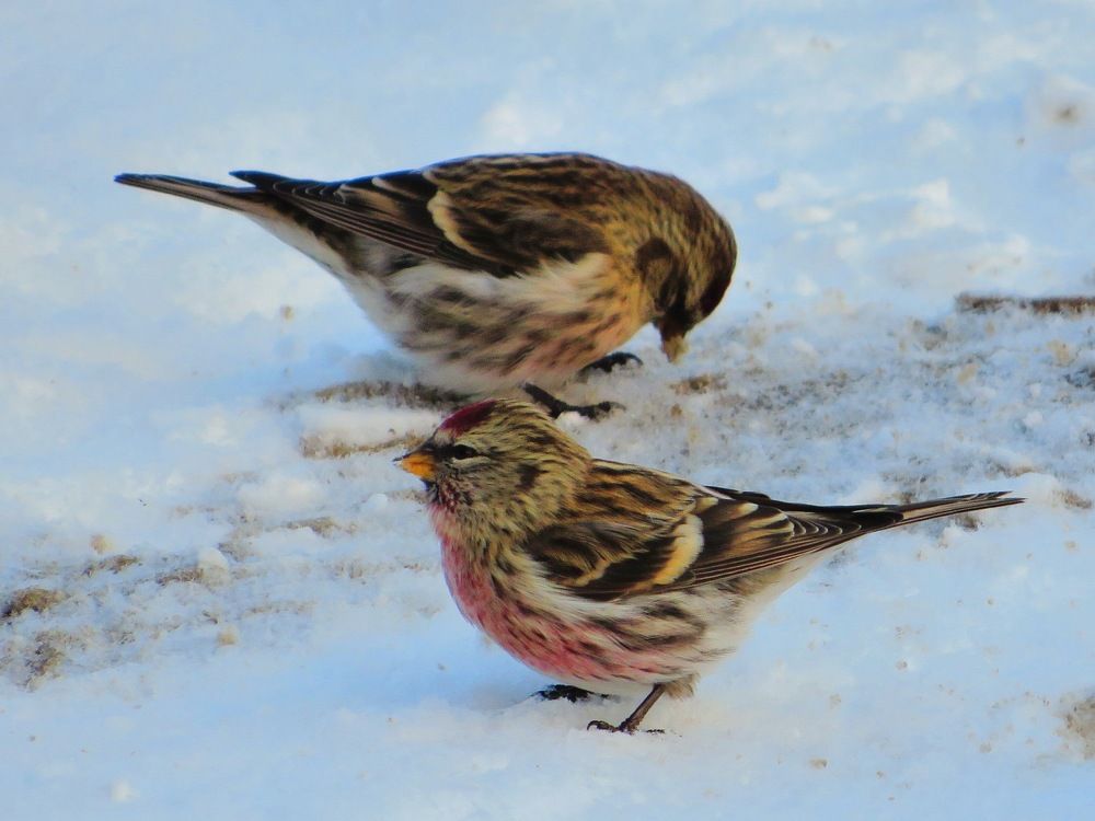 Чечётки на снегу